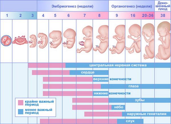 Razvitie rebenka v utrobe materi